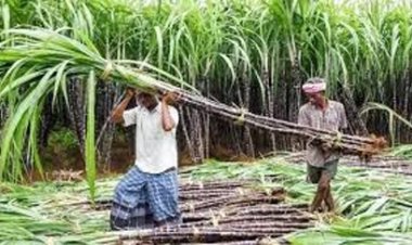 कवर्धा के गन्ना किसानों के लिए ऐतिहासिक फैसला