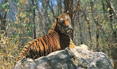 अचानकमार टाइगर रिजर्व में बढ़ी बाघों की संख्या