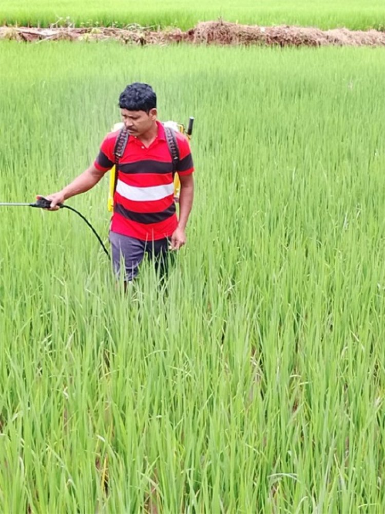 धमतरी की स्वर्णिम कृषि यात्रा : आत्मनिर्भरता और समृद्धि के 25 वर्ष