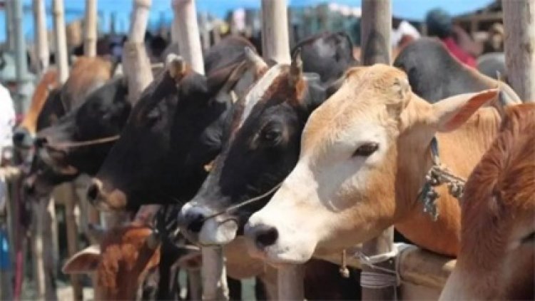 5 दिनों में दो दर्जन गोवंशों की मौत