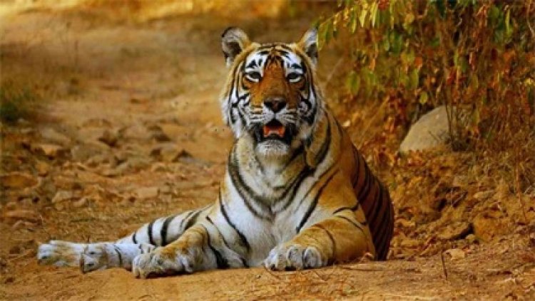 छत्तीसगढ़ में 3 साल में दोगुनी हुई बाघों की संख्या