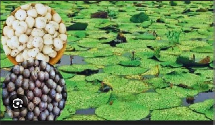 धान के कटोरे से सुपर फूड की ओर : मखाना की खेती बनी महिलाओं के लिए समृद्धि की आधार