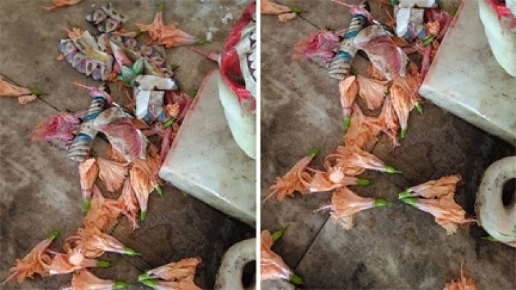 मंदिर में भगवान गणेश की प्रतिमा तोड़ी और हनुमान जी के नैन चुराए, जनता में भारी आक्रोश