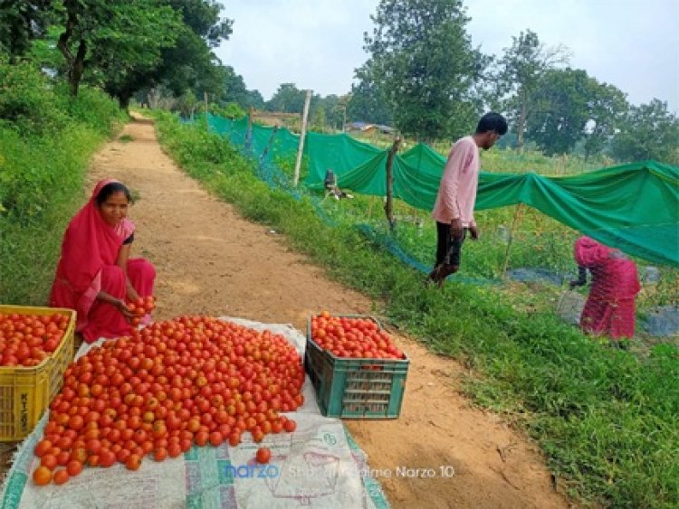 टमाटर की लालिमा ने सँवारा जीवन : 50 हजार के ऋण से शुरू हुआ सफर