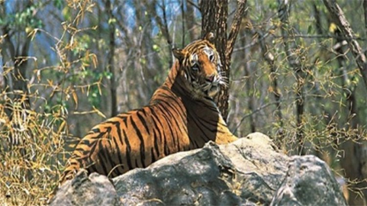 अचानकमार टाइगर रिजर्व में बढ़ी बाघों की संख्या