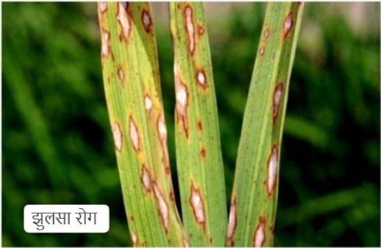 धान की फसलों में रोग व कीट प्रकोप से बचाव के लिए कृषि विशेषज्ञों ने दी सलाह