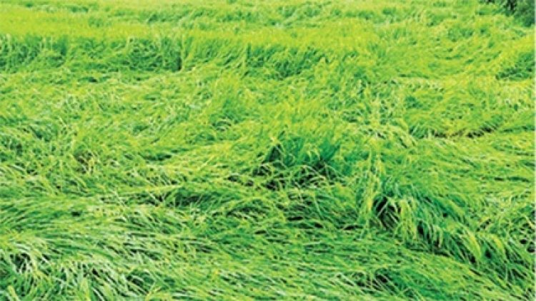 ‘मोंथा’ के असर से हवा चलने से आरंग क्षेत्र में धान की फसल गिरी