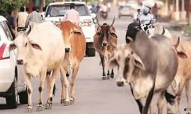 घुमंतू पशुओं के कारण होने वाले दुर्घटनाओं को रोकने एक माह तक विशेष अभियान चलाने के निर्देश