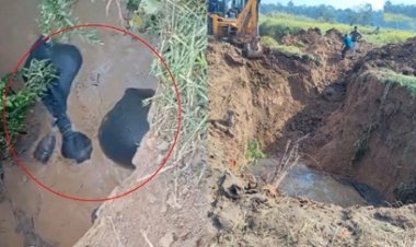 बारनवापार में कुएं में गिरे 4 हाथी
