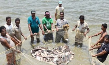 जशपुर ने मत्स्य उत्पादन के क्षेत्र में हासिल की उल्लेखनीय उपलब्धि