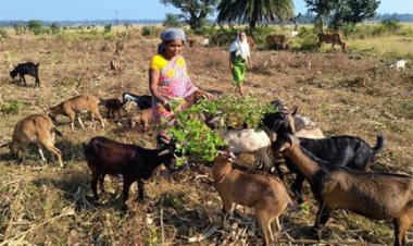 गरीबी को मात देकर आत्मनिर्भर बनी बुटकी