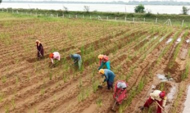 खस की खेती ने दिया आजीविका का नया रास्ता