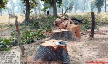 ग्राम जोलगी में बिना अनुमति काटे गए साल वृक्ष जब्त