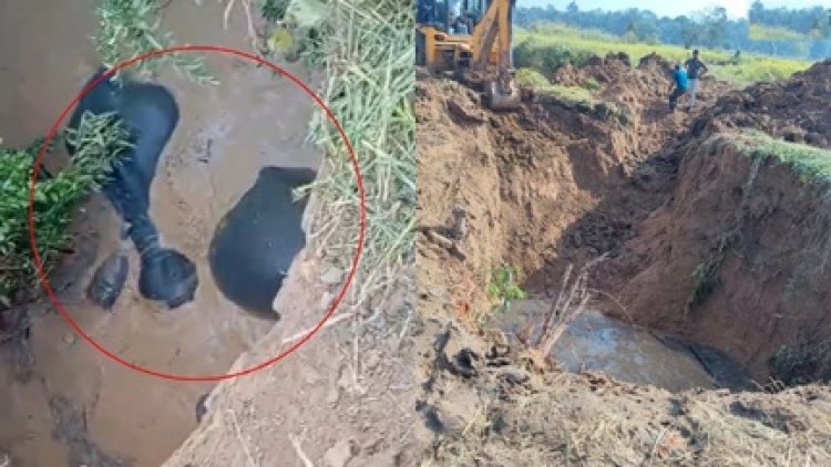 बारनवापार में कुएं में गिरे 4 हाथी