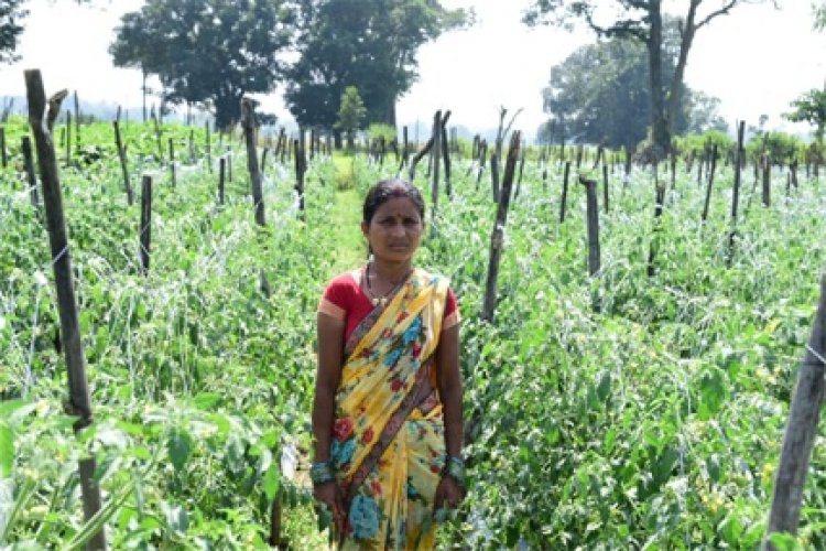 बिहान योजना से आत्मनिर्भरता की मिसाल बनीं शकुन्तला शार्दुल : सुक्ष्म सिंचाई के साधन का उपयोग कर आय बढ़ा रही है