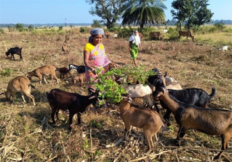 गरीबी को मात देकर आत्मनिर्भर बनी बुटकी