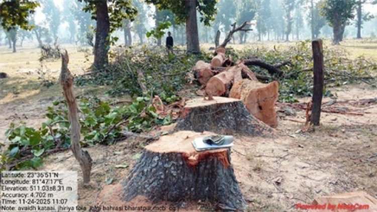 ग्राम जोलगी में बिना अनुमति काटे गए साल वृक्ष जब्त