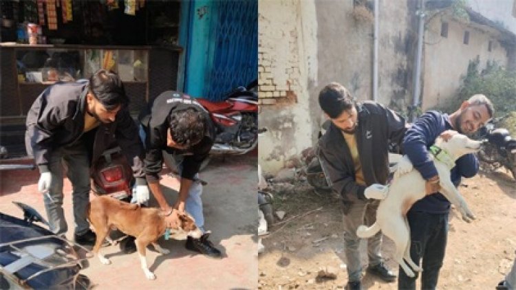 आवारा कुत्तों को लगाया जा रहा टीका