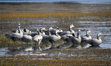 छत्तीसगढ़ का पहला रामसर साइट बना कोपरा जलाशय