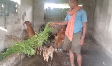 बकरी पालन में अतिरिक्त आय से फूलसाय बना आत्मनिर्भर