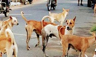 स्कूलों के बाद अब कॉलेजों में भी कुत्तों की निगरानी करेंगे प्रोफेसर