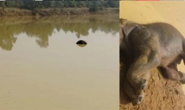 तालाब में डूबने से एक हाथी के बच्चे की मौत