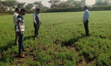 जल बचत से बढ़ी खुशहालीः रबी फसलों ने बदली धमतरी के किसानों की तस्वीर