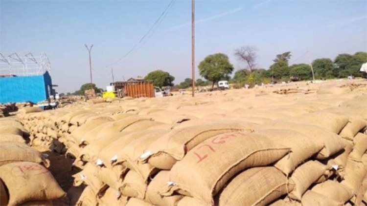 धान खरीदी के बाद होता था सत्यापन, अब स्टाक जांच में सामने आ रहा घपला