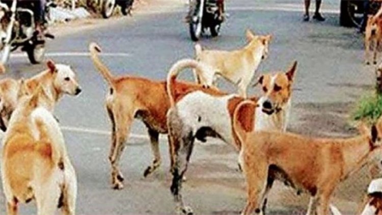 स्कूलों के बाद अब कॉलेजों में भी कुत्तों की निगरानी करेंगे प्रोफेसर