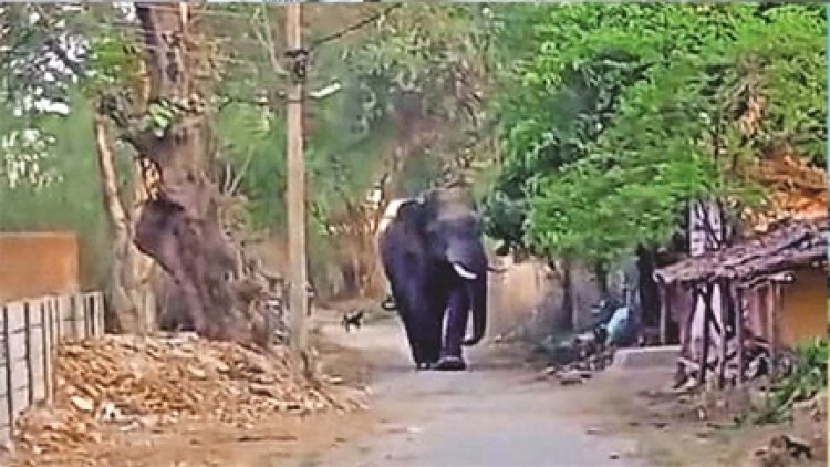 बालको वन परिक्षेत्र में हाथी के हमले से ग्रामीण की मौत