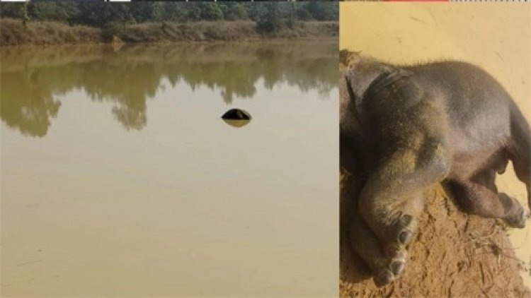 तालाब में डूबने से एक हाथी के बच्चे की मौत