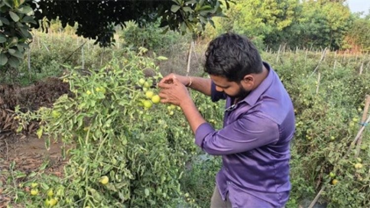 ग्राफ्टेड टमाटर की खेती से युवराज साहू को हो रहा दोगुना फायदा
