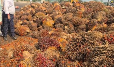 छत्तीसगढ़ सरकार का बड़ा निर्णय : ऑयल पाम की खेती पर अनुदान के अतिरिक्त मिलेगी टॉपअप