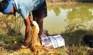 आजीविका डबरी : छोटे किसानों की आत्मनिर्भरता की नई राह