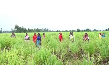 लेमनग्रास की खेती- किसानों के लिए कमाई का उत्तम विकल्प