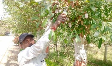 तसर पालन ने बदल दी जिंदगी - ग्राम सलोरा के किसान भरत राम केवट बने आत्मनिर्भर