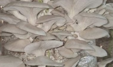 जैविक मशरूम उत्पादन से आत्मनिर्भर बनी दंतेवाड़ा की नारी शक्ति