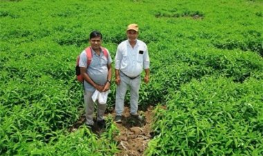 जैविक खेती ने बदली तस्वीर : मूलचंद बंजारे ने वैज्ञानिक पद्धति अपनाकर बढ़ाया उत्पादन, कीट-रोग से मिली राहत