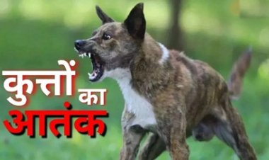 छत्तीसगढ़ में आवारा कुत्तों का आतंक