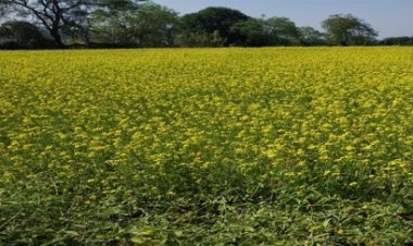 सरसों की खेती से आत्मनिर्भर बनीं बजरहीन बाई गोंड़