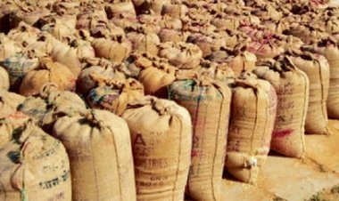 बिलासपुर में 56 करोड़ से अधिक का धान जब्त