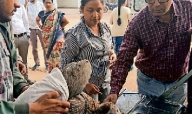 महाराष्ट्र के ताडोबा अंधारी टाइगर रिजर्व से 400 किमी का सफर तय कर पहुंचा बीमार गिद्ध