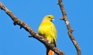 दुर्लभ ऑरेंज-ब्रेस्टेड ग्रीन-पिजन,बर्ड सर्वे के दौरान हुई विशेष फोटोग्राफी