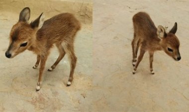 बकरियों के बीच मिला हिरण का बच्चा