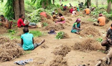 लेमनग्रास की खेती से आत्मनिर्भर बन रही महिलाएँ