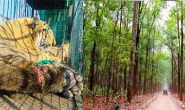 छत्तीसगढ़ वन विभाग शीघ्र ही मध्य प्रदेश से बाघों का करेगा आयात