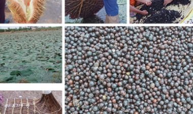 छत्तीसगढ़ में मखाना उत्पादन को प्रोत्साहन