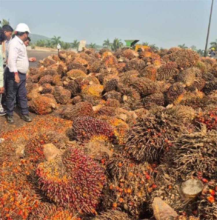 छत्तीसगढ़ सरकार का बड़ा निर्णय : ऑयल पाम की खेती पर अनुदान के अतिरिक्त मिलेगी टॉपअप