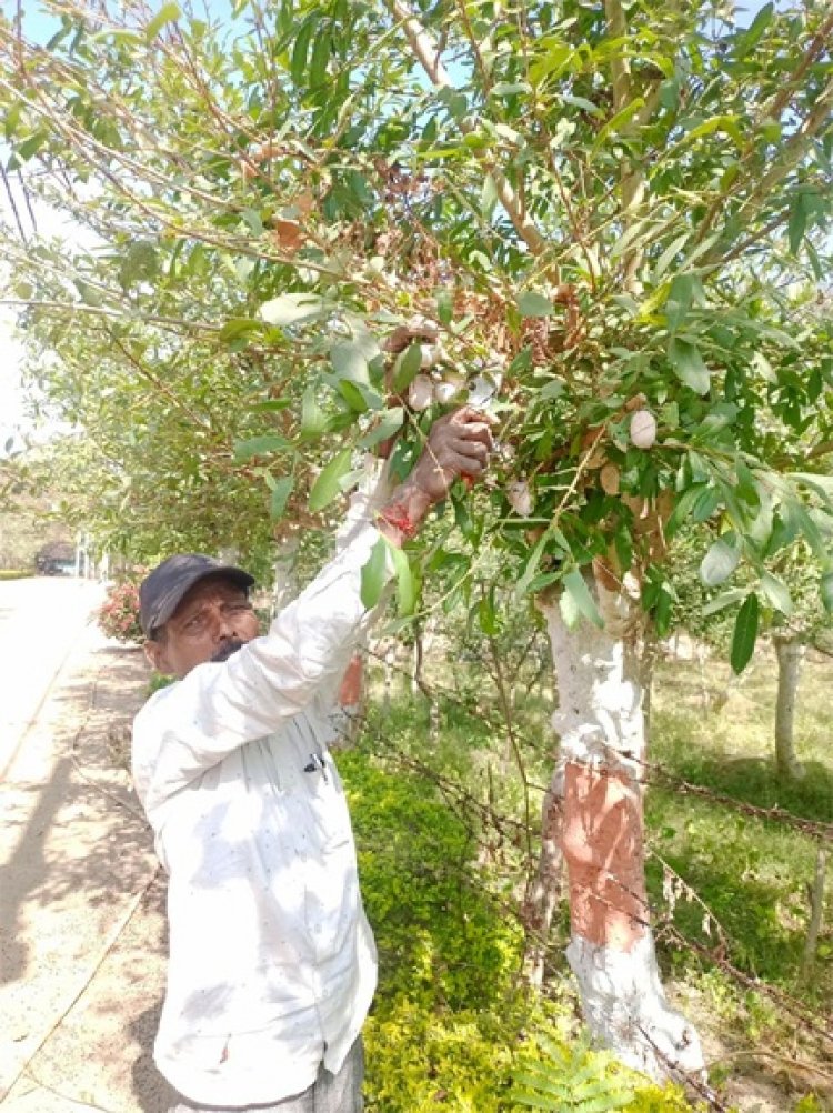 तसर पालन ने बदल दी जिंदगी - ग्राम सलोरा के किसान भरत राम केवट बने आत्मनिर्भर