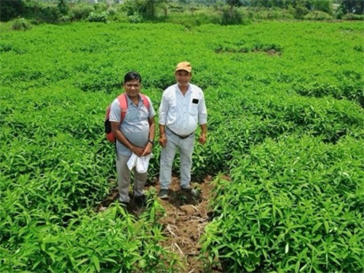 जैविक खेती ने बदली तस्वीर : मूलचंद बंजारे ने वैज्ञानिक पद्धति अपनाकर बढ़ाया उत्पादन, कीट-रोग से मिली राहत